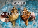 Siput Laut Others