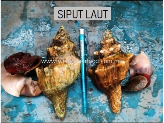 Siput Laut