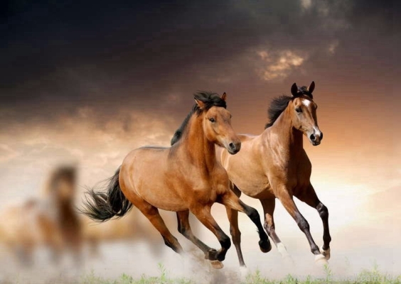 Artistic Mural Wallpaper - Mustang Horse