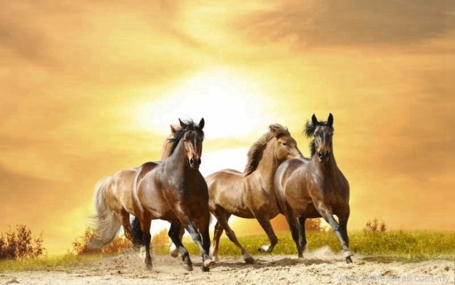 Artistic Mural Wallpaper - Mustang Horse