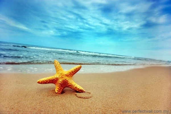 Natural Element Wallpaper - Starfish