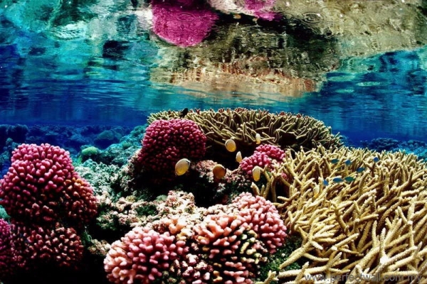 Natural Element Wallpaper - Underwater World