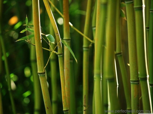 Natural Element Wallpaper - Bamboo Forest