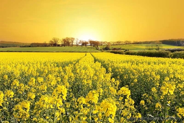 Landscape Mural Wallpaper - Yellow Flower Land