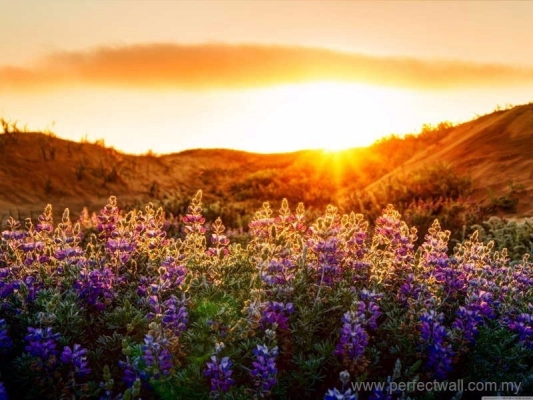 Landscape Mural Wallpaper - Lupine Land & Sunset