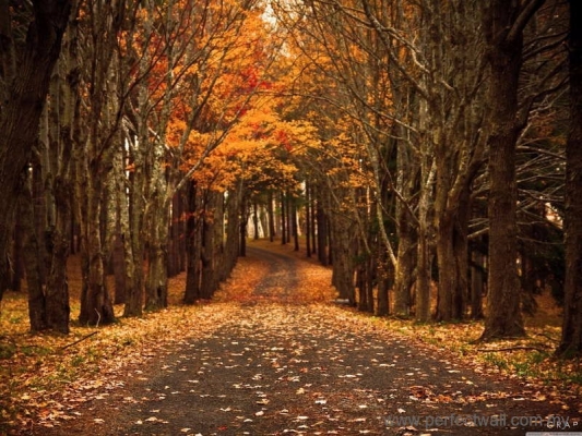 Landscape Mural Wallpaper - Fallen Leaves Path