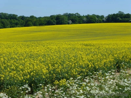 Landscape Mural Wallpaper - Yellow Flower Land