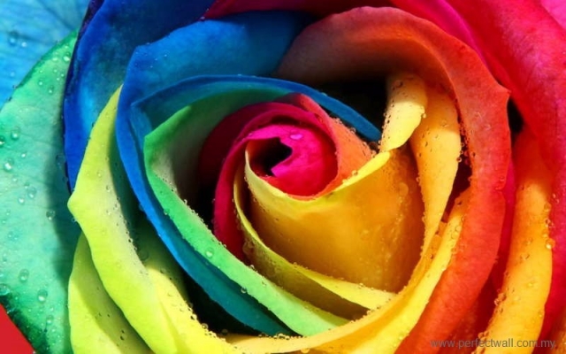 Nature Mural Wallpaper - Colorful Rose