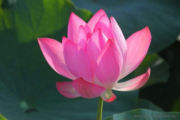 Nature Mural Wallpaper - Lotus