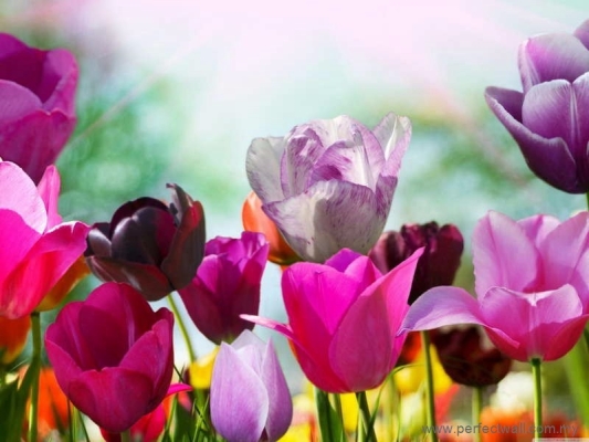 Nature Mural Wallpaper - Colorful Tulip