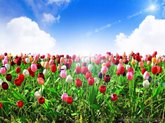 Nature Mural Wallpaper - Tulip Flowerbed