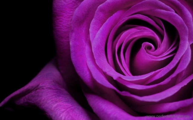 Nature Mural Wallpaper - Purple Rose
