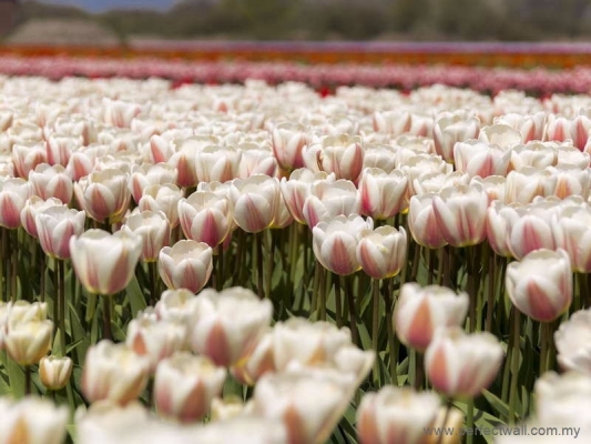 Nature Mural Wallpaper - Pink Tulips