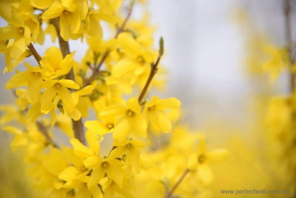 Nature Mural Wallpaper - Forsythia