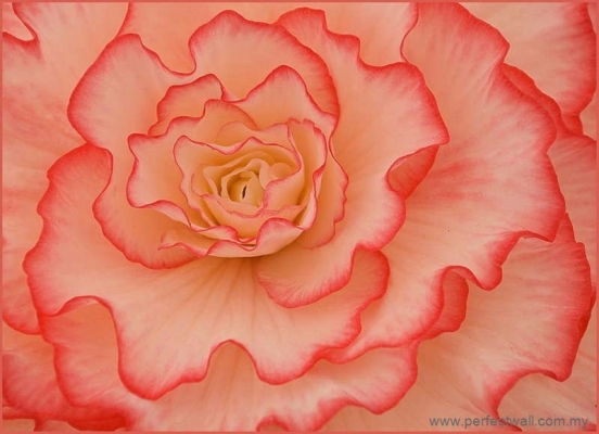 Nature Mural Wallpaper - Ceramic Rose 