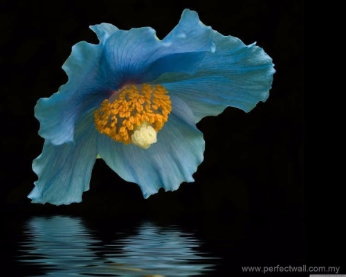 Nature Mural Wallpaper - Himalayan Blue Poppy