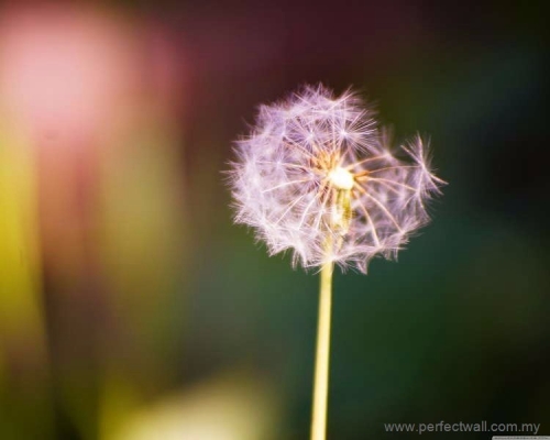 Nature Mural Wallpaper - Dandelion