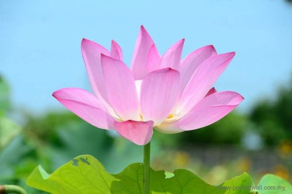 Nature Mural Wallpaper - Pinkish Lotus