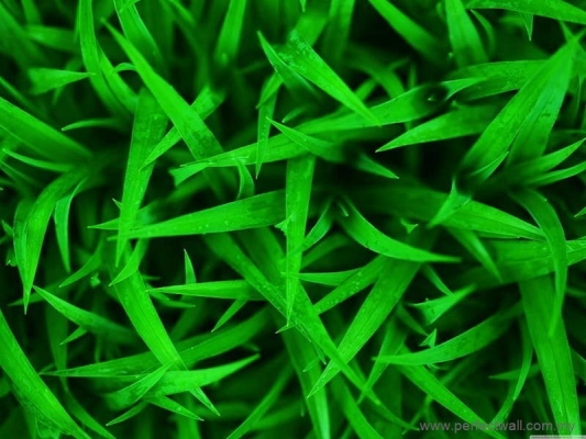 Nature Mural Wallpaper - Green Grass