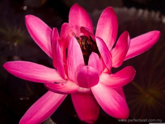 Kertas Dinding Mural Alam semula jadi - Pygmy water-lily