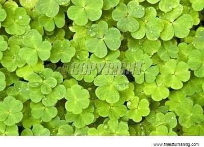 Hourhome Landscape Wallpaper : Four-Leaf Clover 3471636