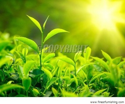 Hourhome Landscape Wallpaper : Close-up Photography Hourhome Landscape Wallpaper : Close-up Photography 9091696