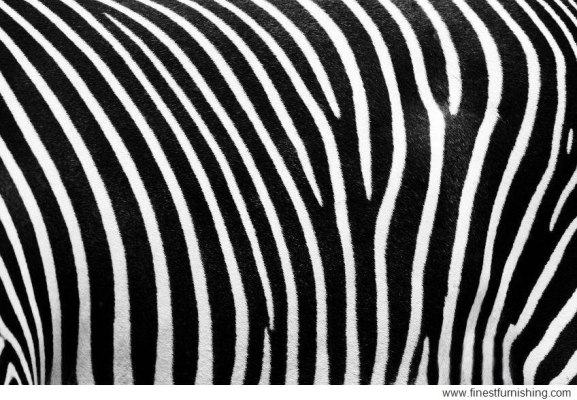 Kertas Dinding Corak Kulit Haiwan: Corak Kulit Zebra #WL003