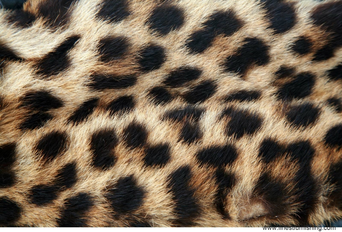 Animal Skin Series Wallpaper: Leopard Print #WL007 Wallpaper Model Wallpaper  Choose Sample / Pattern Chart