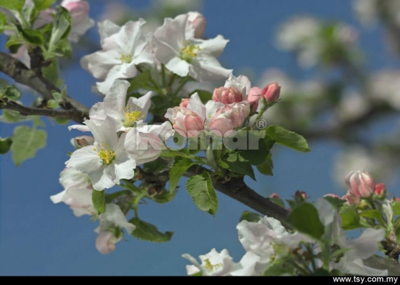 Mural Wallpaper : Flower Photography    