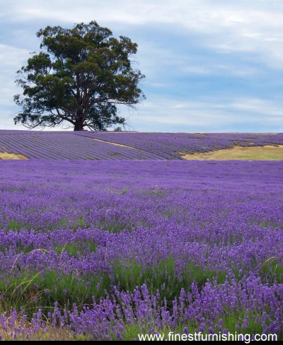 Natural Scenery Mural Wallpaper : Lavender Flower Bed