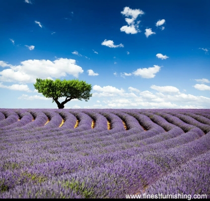 Natural Scenery Mural Wallpaper : Lavender Flower Bed