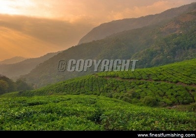 Natural Scenery Mural Wallpaper : Green Forest Mount