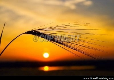 Natural Scenery Mural Wallpaper : Wheat & Sunset