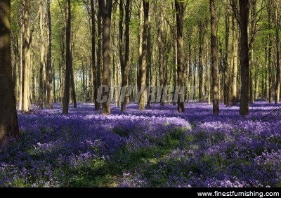 Kertas Dinding Mural Keindahan Alam :Hyacinth Di Dalam Hutan