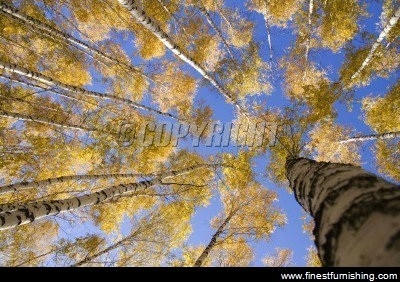 Natural Scenery Mural Wallpaper : Autumn Trees