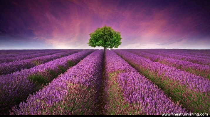 Natural Scenery Mural Wallpaper : Lavender