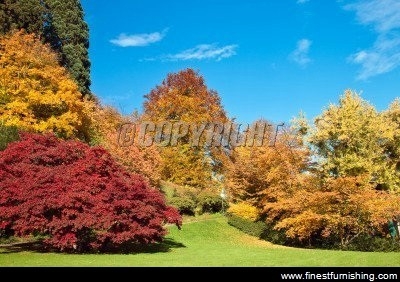 Natural Scenery Mural Wallpaper : Autumn Trees