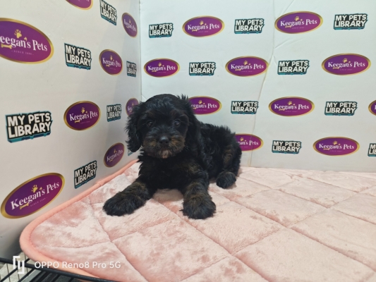 CavaPoo - Black Tan (Female)