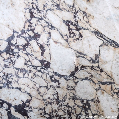 Calacatta Viola Marble