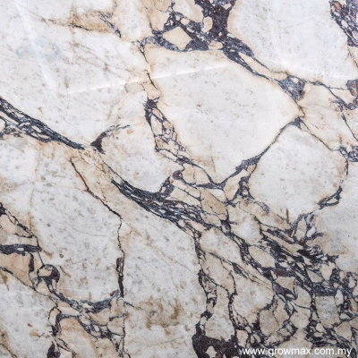 Calacatta Viola Marble 