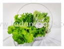 Batavia Lettuce Vegetables