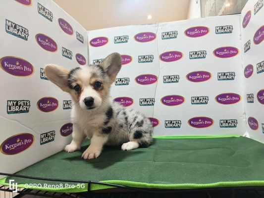 Pembroke Welsh Corgi - Grey Merle (Female)