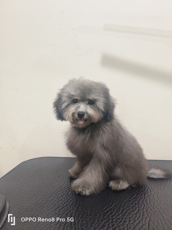 Toy Poodle - Silver Phantom (Female)