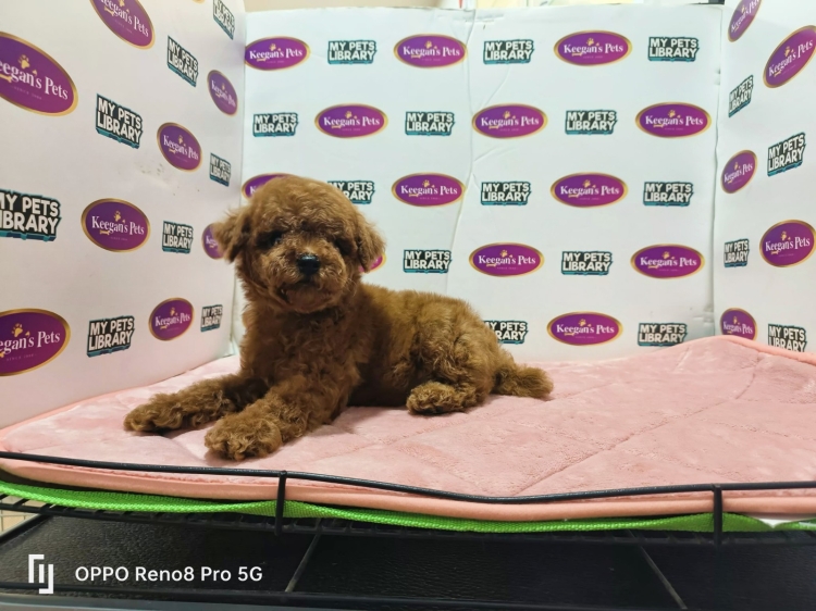 Tiny Poodle - Red (Male)