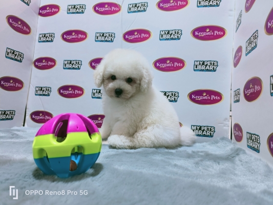 Toy Poodle - White (Female)