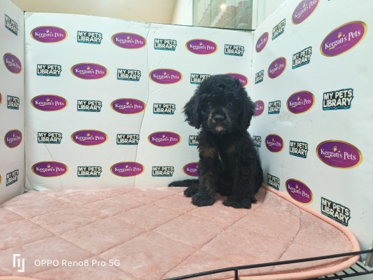 CavaPoo - Black (Male)