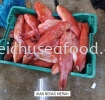 Ikan Nanas Merah Fresh Fish