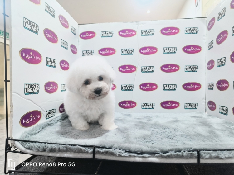 Champion Lineage Bichon Frise (Male)