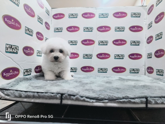 Champion Lineage Bichon Frise (Female)