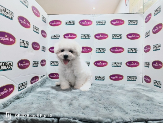 Champion Lineage Bichon Frise (Female)